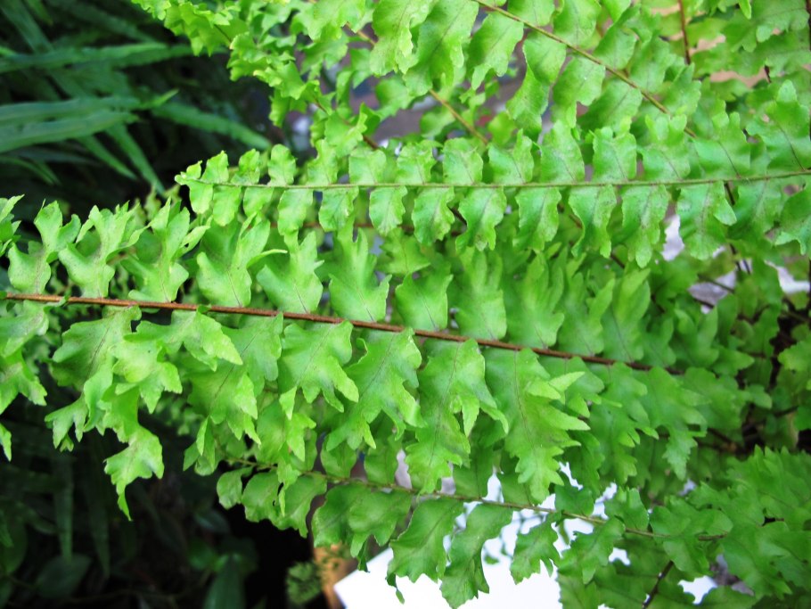 Папоротник кочедыжник