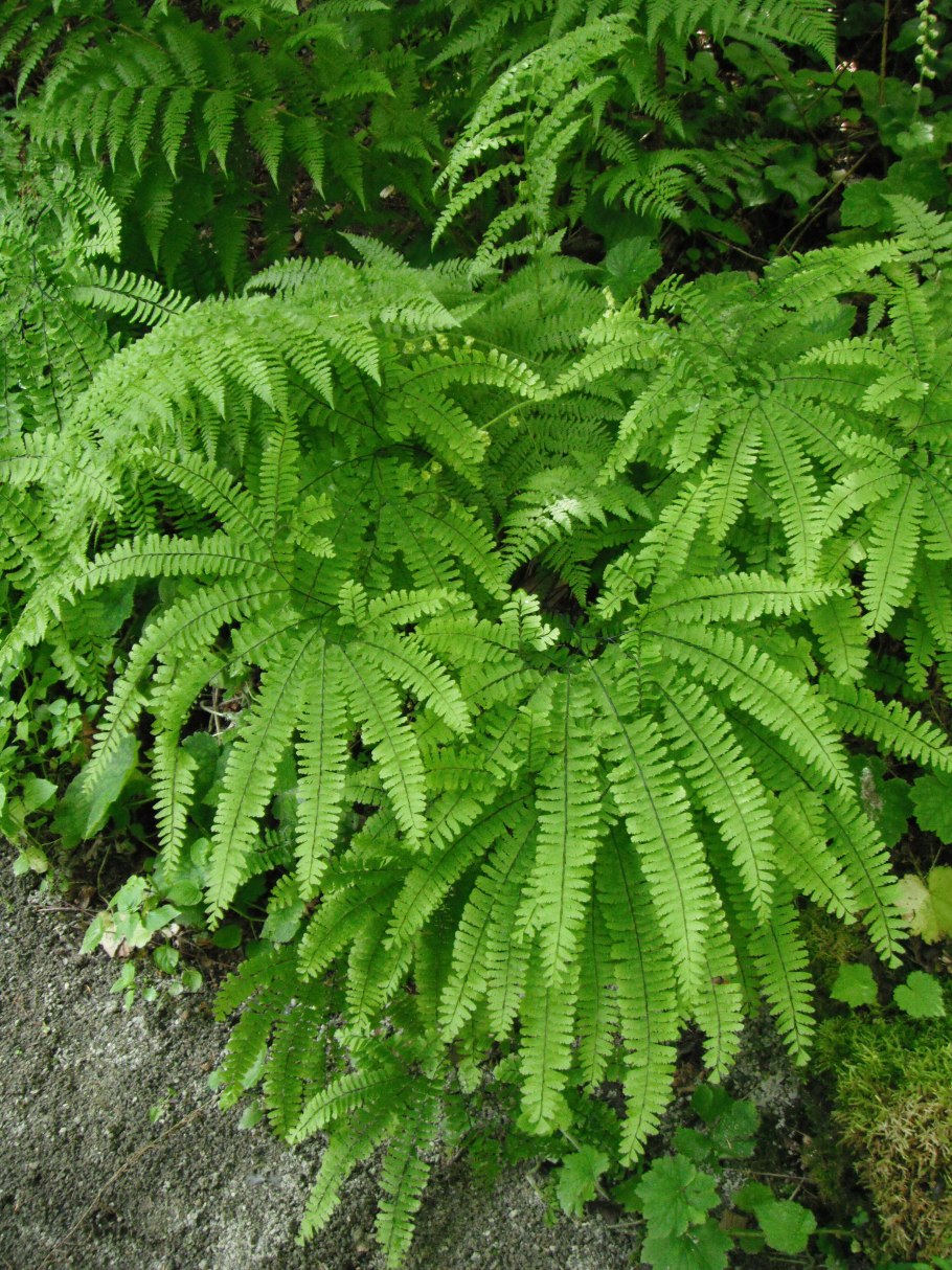 Папоротник Многорядник (Polystichum)