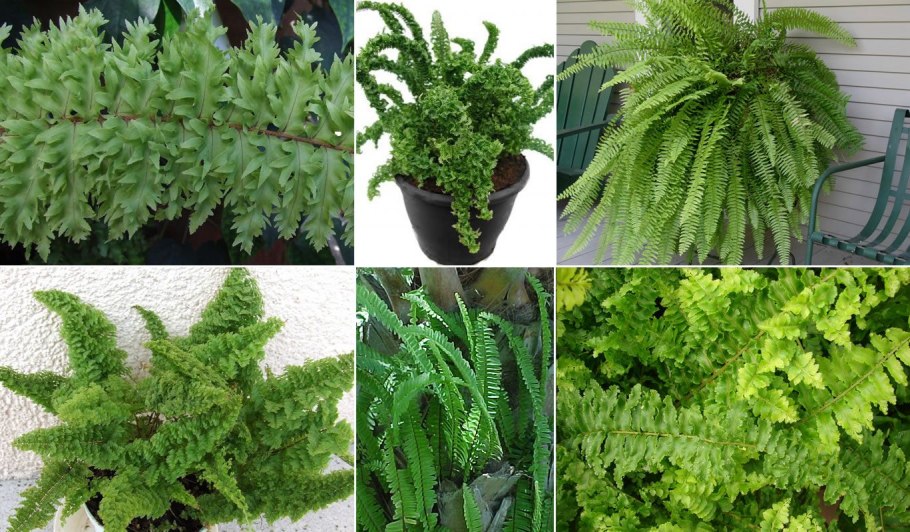 Папоротник Athyrium filix-Femina