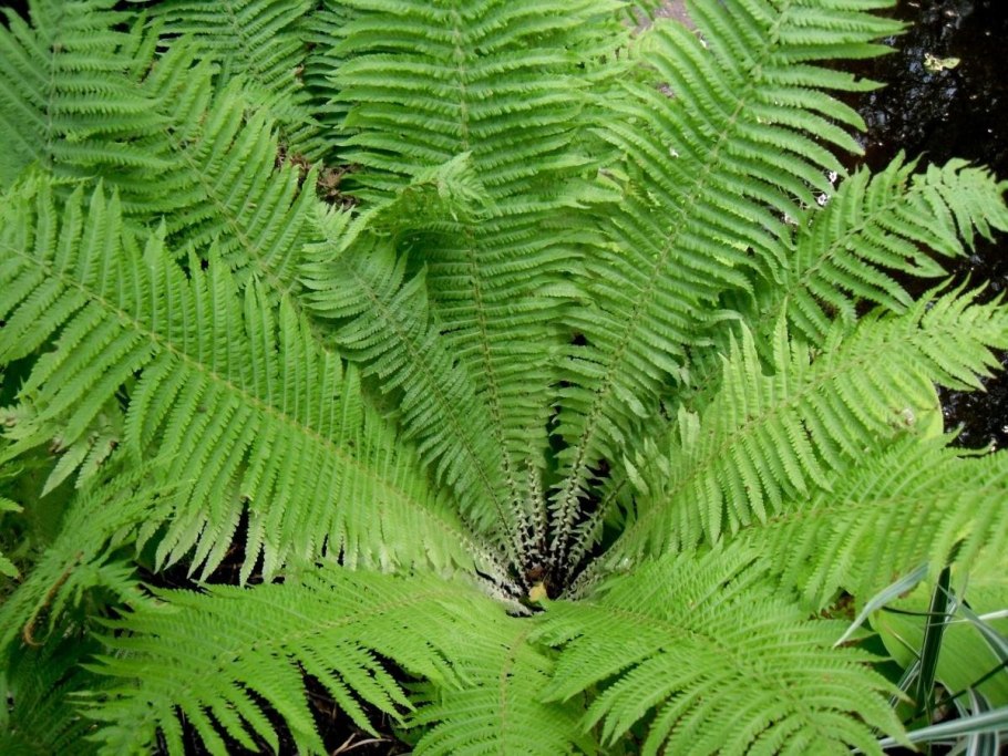 Athyrium otophorum