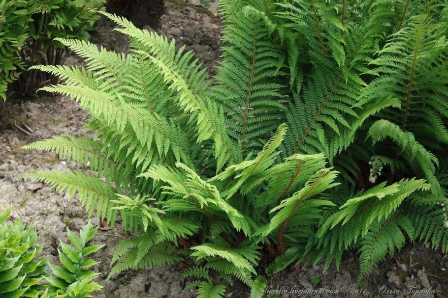 Многорядник Брауна