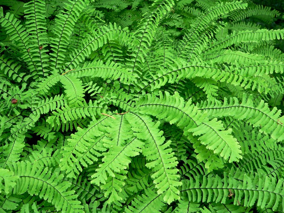 Щитовник dryopteris affinis