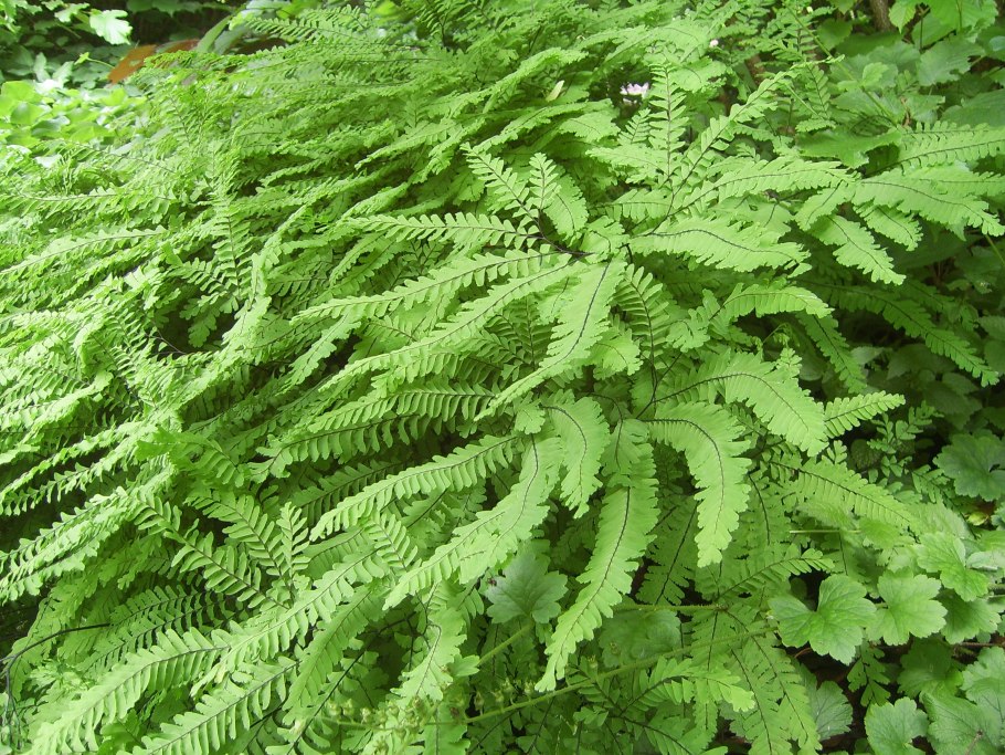 Колючий папоротник