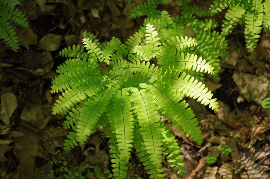 Папоротник Athyrium filix-Femina