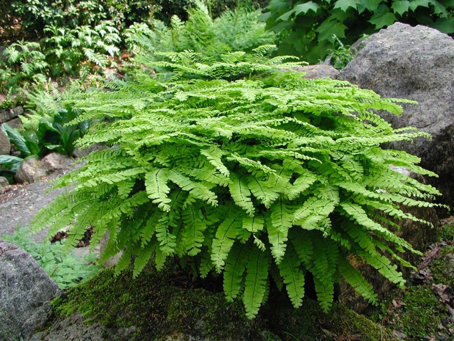 Страусник обыкновенный (Matteuccia struthiopteris)