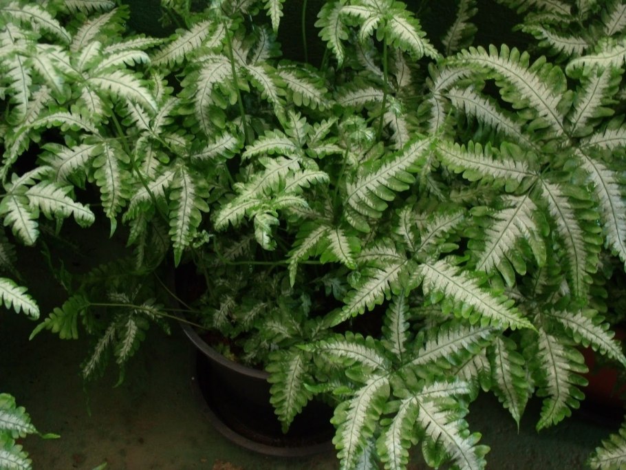 Щитовник dryopteris erythrosora