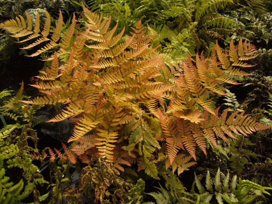 Страусник папоротник struthiopteris