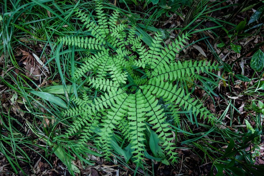 Папоротник стоповидный