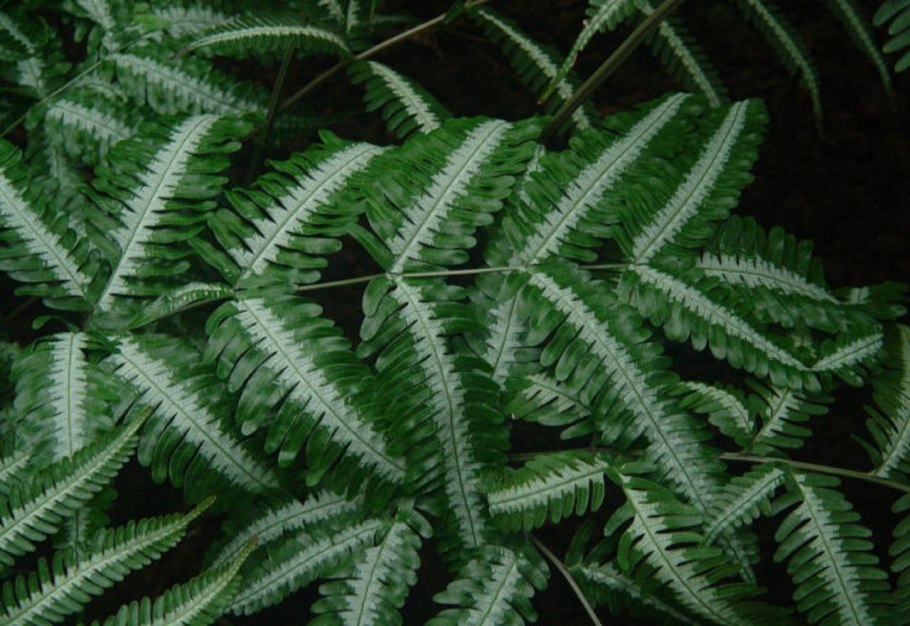 Папоротник Многорядник Брауна