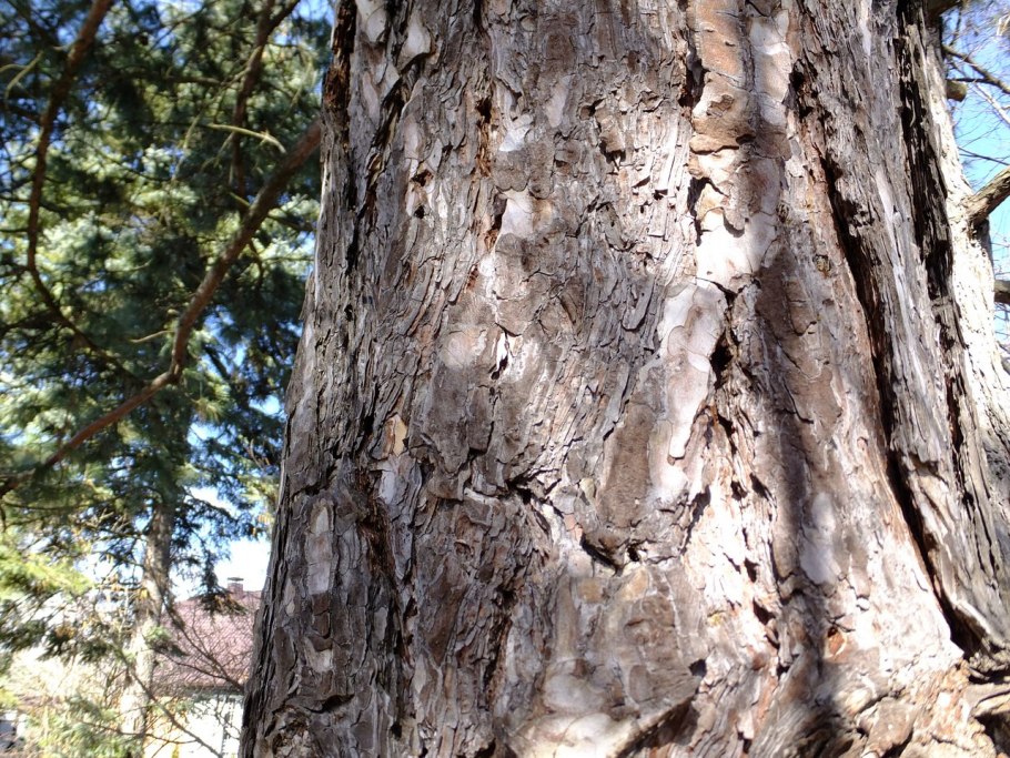 Сосна Пицундская