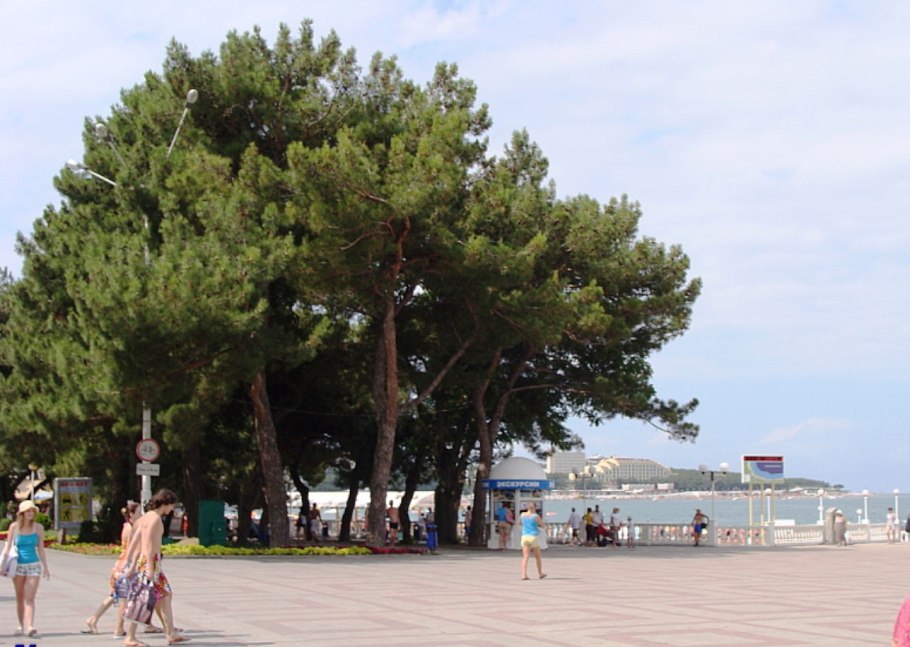 Сосна Станкевича (Судакская)