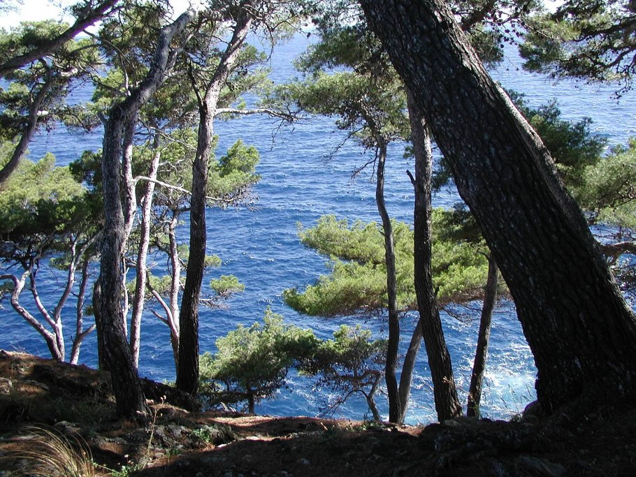 Сосна Пицундская (Станкевича).