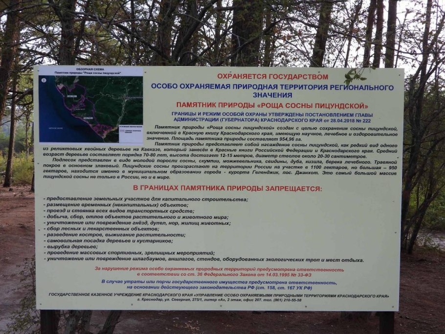 Роща пицундской сосны Дивноморское на карте