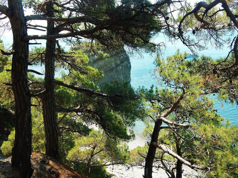 Сосна Пицундская Сочинский парк