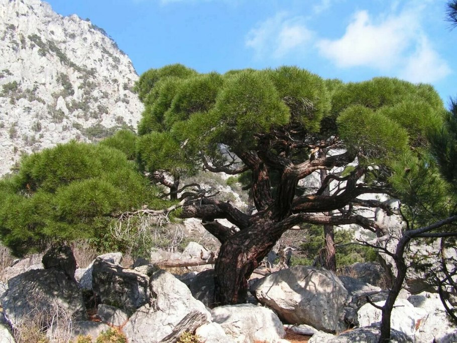 Сосна Pinus pityusa