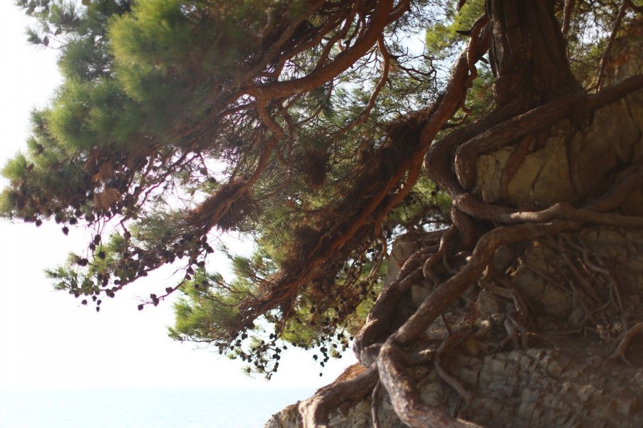 Ветка пицундской сосны