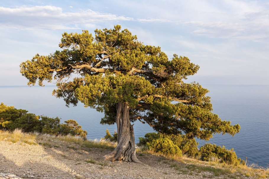 Приморская сосна Pinus pinaster