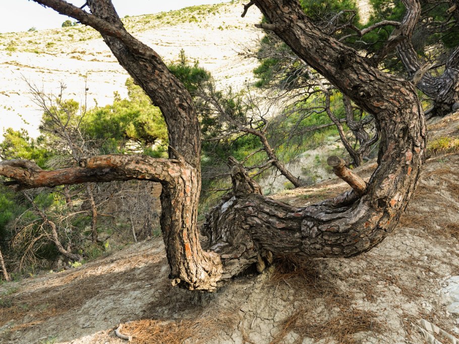 Джанхотский Бор пицундской сосны