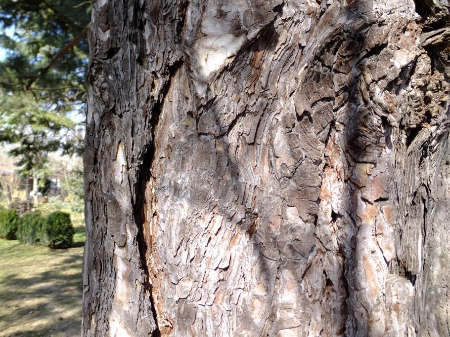 Сосна Пицундская шишки