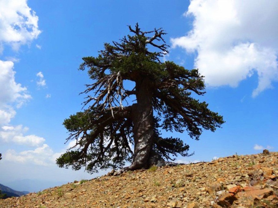 Пицундская лиственница