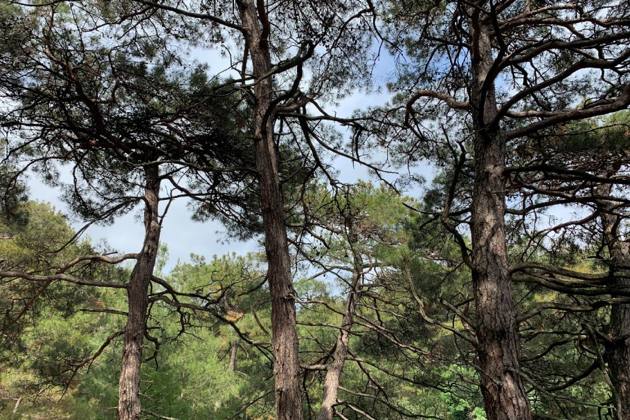 Pinus brutia var. Pityusa (сосна Пицундская