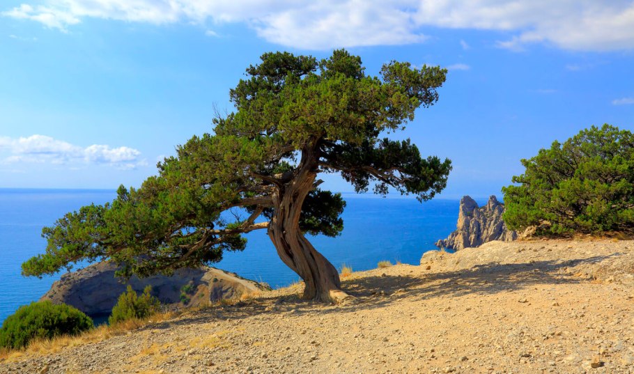 Пицунда деревья