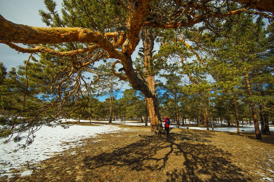 Бор пицундской сосны в Геленджике
