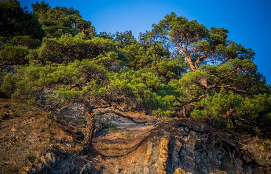 Сосна турецкая калабрийская