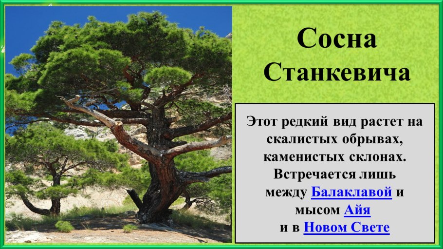 Сосна Станкевича (Судакская)