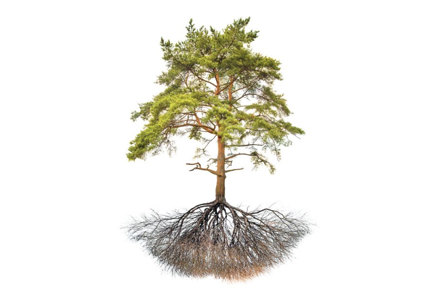 Сосна Пицундская (Станкевича).