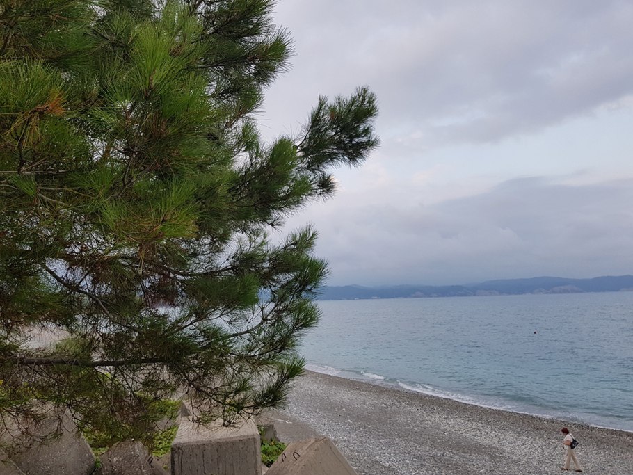 Сосна Крымская (Палласа) Pinus pallasiana