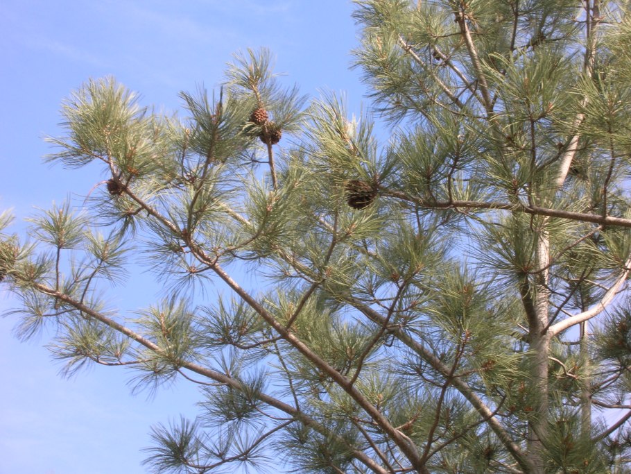 Сосна пицундская шишки