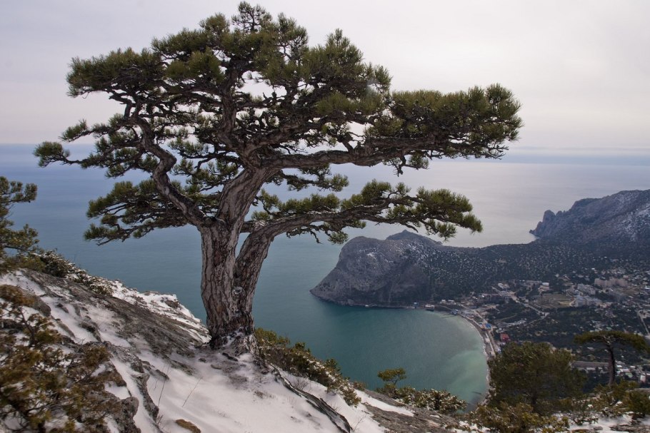 Сосна Торрея