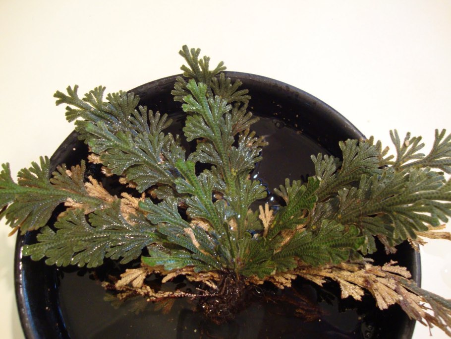 Selaginella wildenowii папоротник плавун