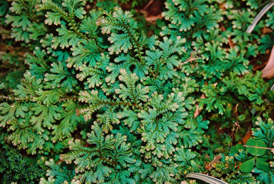 Селагинелла Павлин