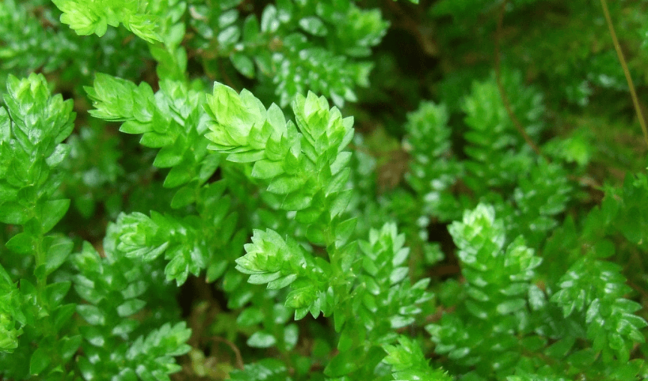 Селагинелла Сибирская