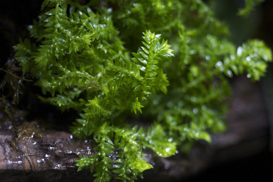 Selaginella wildenowii папоротник плавун