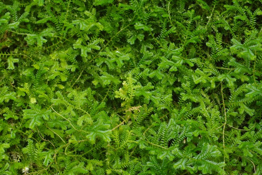 Селагинелла каулоиды