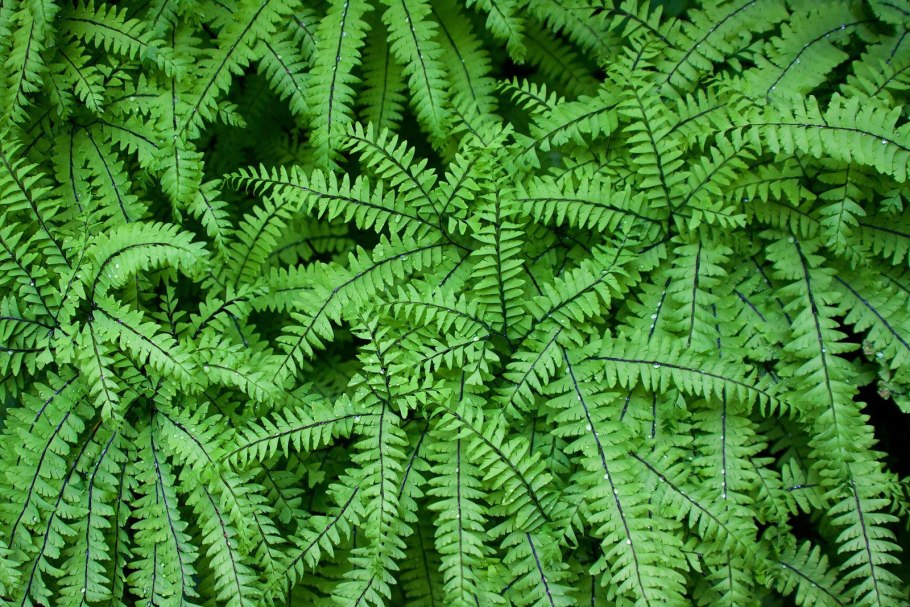 Selaginella helvetica