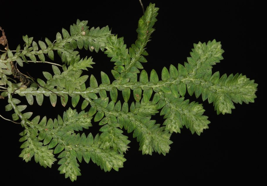 Selaginella wildenowii