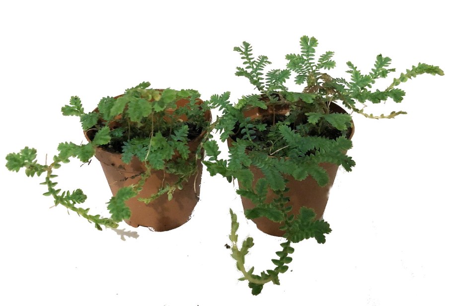 Папоротник Selaginella uncinata