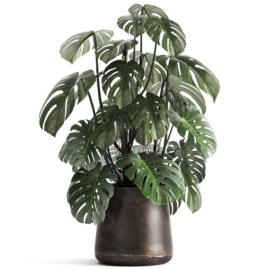 Монстера Monstera subpinnata