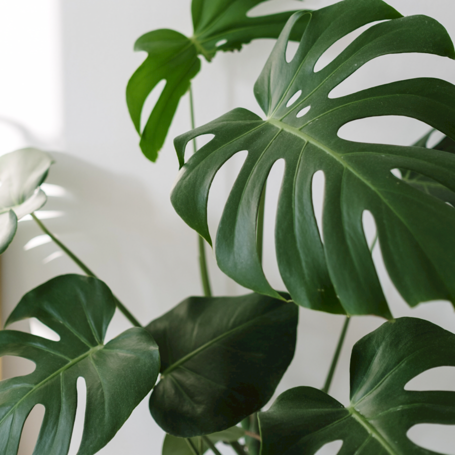 Монстера Адансона "Archipelago