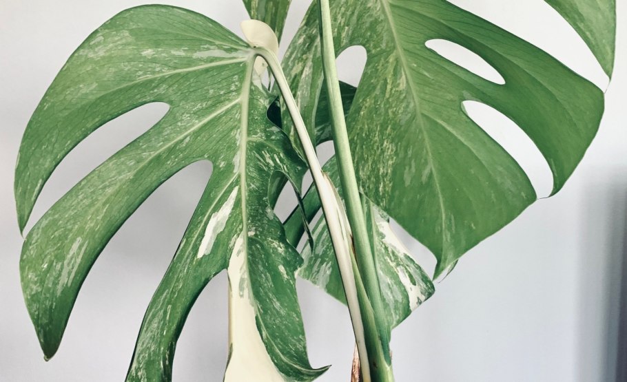 Монстера искусственная икеа