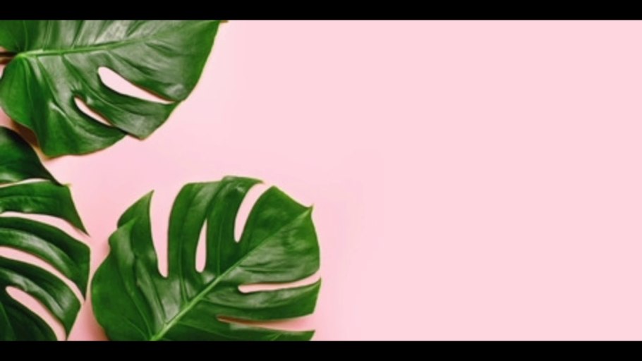 Монстера Альба