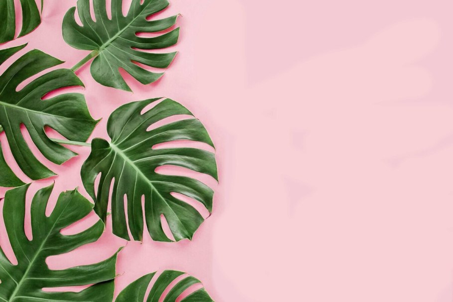 Горшечные растения вид сверху