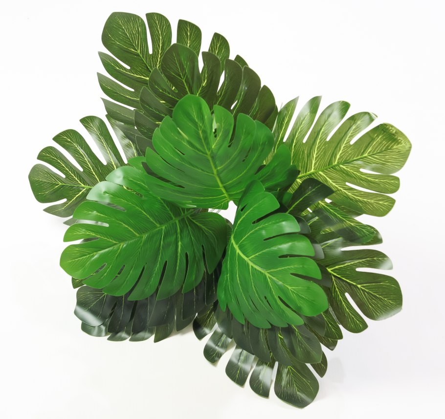 Фитодизайн аглаонема