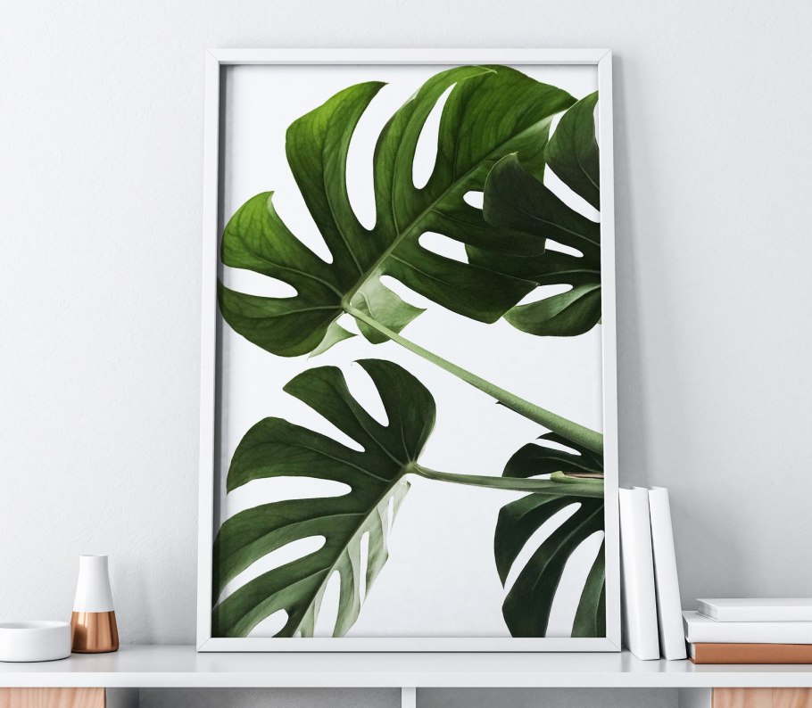 Монстера Борситжиана