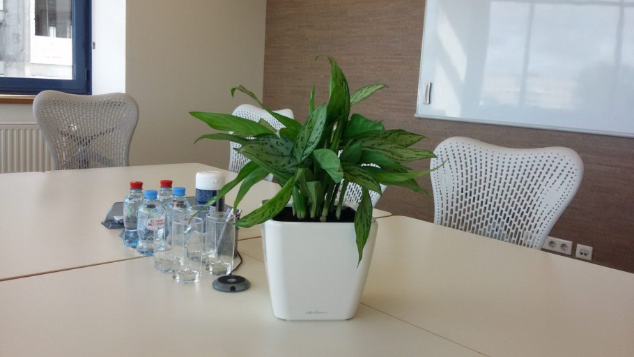 Монстера в интерьере