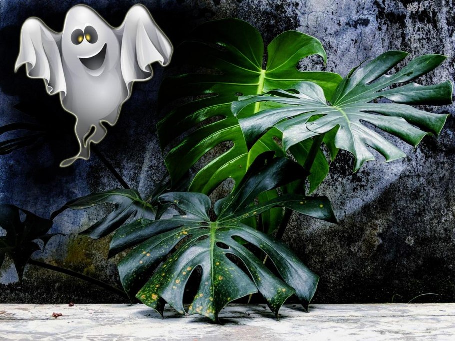 Monstera SP undetermined